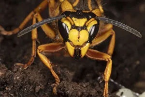 Vespidae Prints: Southern yellowjacket (Vespula squamosa) in hibernaculum in log, Philadelphia