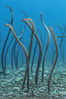Spaghetti garden eels (Gorgasia maculata) stretching up out of their burrows on a rubble slope