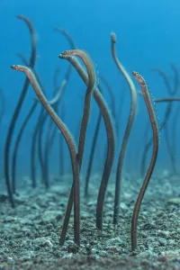 Sea Life Prints: Spaghetti garden eels (Gorgasia maculata) stretching up out of their burrows on a rubble slope