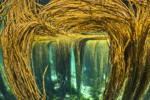 Spaghetti seaweed / Thong weed (Himanthalia elongata) forest reaching up to water surface
