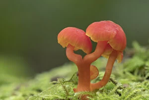 Fungus Gallery: Spangle waxcap (Hygrocybe insipida) Peatlands Park, County Armagh, Northern Ireland, October