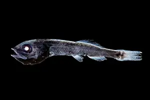 Deep Sea Prints: Spangled tubeshoulder (Persparsia kopua) portrait