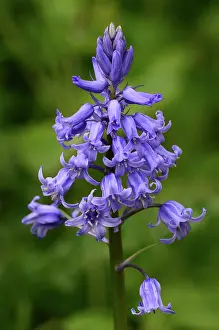 Alien Species Prints: Spanish bluebell (Hyacinthoides hispanica) in flower, Dorset, England, UK. May