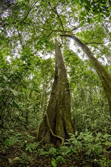 Spanish cedar (Cedrela odorata) tree, Manu National Park, Peru
