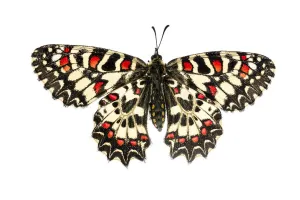 Meet Your Neighbours Prints: Spanish festoon butterfly (Zerynthia rumina), Lorsch, Hessen, Germany. Meetyourneighbours