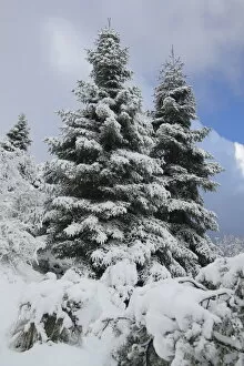 Spanish fir tree (Abies pinsapo) covered in snow, Sierra de Grazalema Natural Park