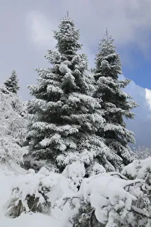 Spanish fir tree (Abies pinsapo) covered in snow, Sierra de Grazalema Natural Park Spanish fir tree (Abies pinsapo) covered in snow, Sierra de Grazalema Natural Park