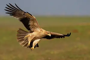 Aquila Prints: Spanish imperial eagle (Aquila adalberti) landing