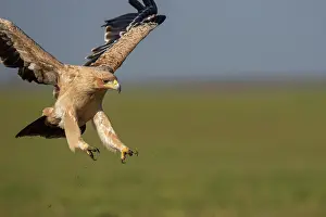 Aquila Prints: Spanish imperial eagle (Aquila adalberti) landing
