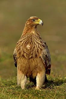 Spanish imperial eagle (Aquila adalberti) portrait, Spain. February