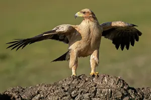 Aquila Prints: Spanish imperial eagle (Aquila adalberti) standing on mound of earth