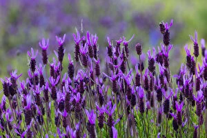 Asteranae Gallery: Spanish lavender (Lavandula stoechas). Faia Brava Reserve, Archaeological Park of the Coa Valley