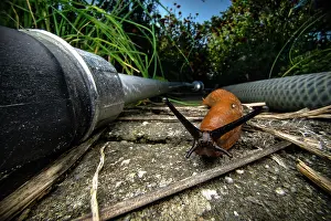 Eupulmonata Prints: Spanish slug (Arion vulgaris) looking for food in a garden