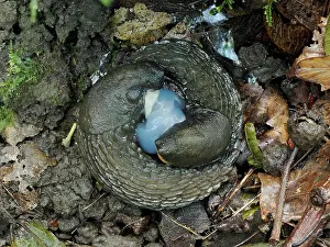 Eupulmonata Prints: Spanish slugs (Arion vulgaris) mating pair, Hertfordshire, England, UK. September