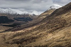 Images Dated 4th March 2016: Sparce birch woodland in Glen Etive. Loch Etive, Highlands of Scotland, UK, January 2016