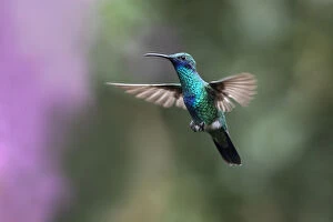 2019 July Highlights Gallery: Sparkling Violet-ear (Colibri coruscans) hummingbird in flight, Mindo cloud forest ecosystem