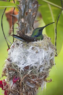 Andes Gallery: Sparkling violetear hummingbird (Colibri coruscans) incubating eggs at nest, Andean cloud forest