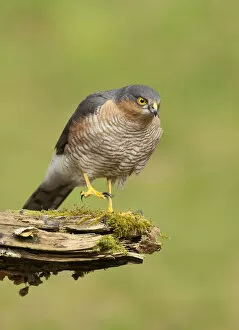 Images Dated 6th March 2012: Sparrowhawk (Accipiter nisus) adult male. Scotland, UK, March