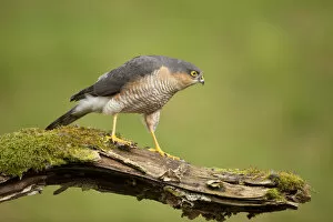 2020VISION 2 Gallery: Sparrowhawk (Accipiter nisus) adult male. Scotland, UK, March