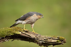 2020VISION 2 Gallery: Sparrowhawk (Accipiter nisus) adult male. Scotland, UK, March