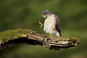 2020VISION 2 Gallery: Sparrowhawk (Accipiter nisus) adult male grooming. Scotland, UK, March