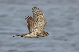 Sparrowhawk Prints: Sparrowhawk (Accipiter nisus) in flight, Cley, Norfolk, England, UK. March