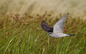 Images Dated 26th August 2012: Sparrowhawk (Accipiter nisus) flying low over vegetation, Falsterbo Sweden August