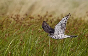 Purpose Prints: Sparrowhawk (Accipiter nisus) flying low over vegetation, Falsterbo Sweden August