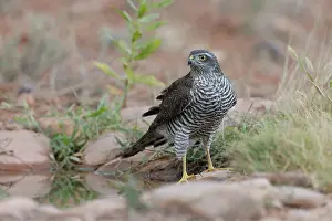 Water Hole Prints: Sparrowhawk (Accipiter nisus) juvenile female