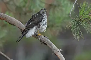 Curiosity Prints: Sparrowhawk (Accipiter nisus) juvenile female, perched on branch, La Rioja, Spain. August