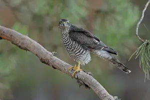 La Rioja Prints: Sparrowhawk (Accipiter nisus) juvenile female, perched on branch, La Rioja, Spain. August