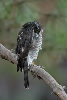 Grooming Prints: Sparrowhawk (Accipiter nisus) juvenile female