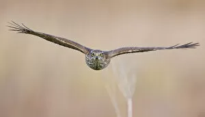 Accipiter Gallery: Sparrowhawk (Accipiter nisus) juvenile flying, Parainen Uto, Finland. September