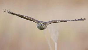 Sparrowhawk (Accipiter nisus) juvenile flying, Parainen Uto, Finland. September Sparrowhawk (Accipiter nisus) juvenile flying, Parainen Uto, Finland. September