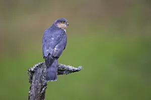 Accipiter Gallery: Sparrowhawk (Accipiter nisus) perching on lichen covered snag, Dumfries and Galloway