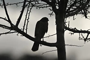 Sparrowhawk (Accipiter nisus) silhouetted, perched in hedgerow in winter, Berwickshire, Scottish Borders, Scotland, UK