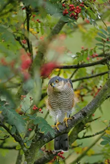 Sparrowhawk (Accipiter nisus) watching for prey from a garden rowan tree. Perthshire