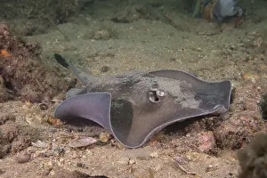 Rays Prints: Sparsely spotted stingaree (Urolophus paucimaculatus) on the seabed