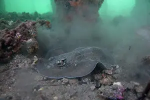 Rays Prints: Sparsely spotted stingaree (Urolophus paucimaculatus) stirring up clouds of sand and debris digging for prey