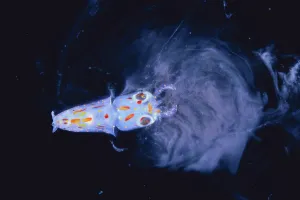 Spear / Bleekers Squid {Loligo bleekeri} larva secreting ink, captive, Japan