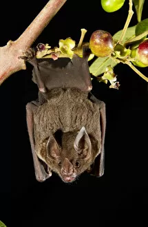 Spear-nosed bat (Phyllostomus elongatus) hanging from a tree branch, Manaus, Brazil