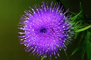 Asterales Prints: Spear thistle (Cirsium vulgare) in flower, close up, Dorset, England, UK. June