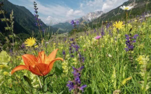 Green Mountains Collection: Species rich alpine meadow with Orange lily (Lilium bulbiferum), Meadow clary (Salvia pratensis)