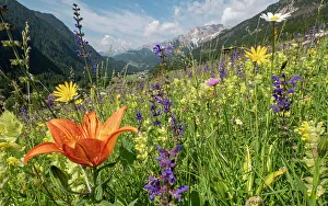Orobanchaceae Prints: Species rich alpine meadow with Orange lily (Lilium bulbiferum)