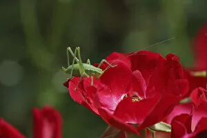 Red Collection: Speckled bush cricket (Leptophyes punctatissima) nymph on red rose. Surrey, England, July