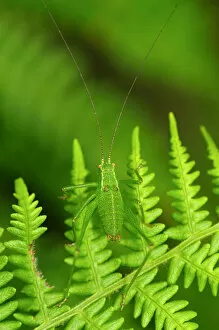 Antennae Gallery: Speckled bush-cricket (Leptophyes punctatissima) on fern fronds. Dorset, UK, July