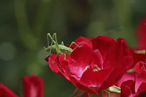 Ensifera Prints: Speckled bush cricket (Leptophyes punctatissima) nymph on red rose. Surrey, England, July