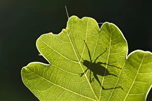 Orthoptera Prints: Speckled bush cricket (Leptophyes punctatissima) outline seen through backlit oak leaf