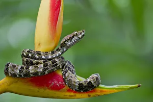 Lucas Bustamante Prints: Speckled forest pit viper (Bothriopsis taeniata) on heliconia, Yasuni National Park
