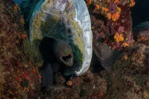 Looking Prints: Two Speckled moray eels (Gymnothorax dovii) feeding on a Sea turtle carcass on the seabed